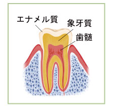 歯の断面図