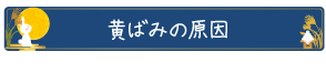 黄ばみの原因