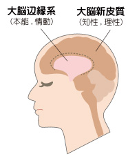 脳が司る目と口の領域