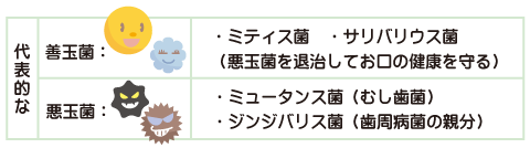 代表的な善玉菌と悪玉菌紹介！善玉菌：ミティス菌・サリバリウス菌　（悪玉菌を退治してお口の健康を守る）悪玉菌：ミュータンス菌（むし歯菌）・ジンジバリス菌（歯周病菌の代表格）