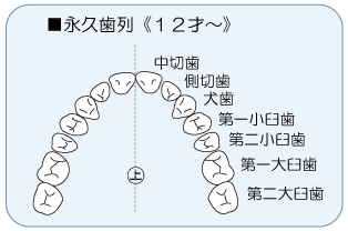 永久歯列