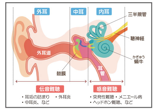 耳のしくみ