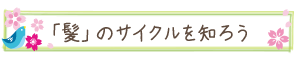 「髪」のサイクルを知ろう