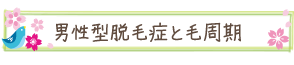 男性型脱毛症と毛周期