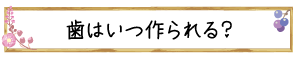 歯はいつ作られる？