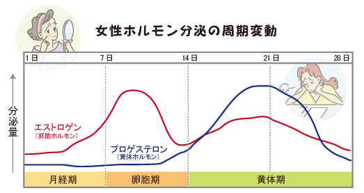 女性ホルモン分泌の周期変動