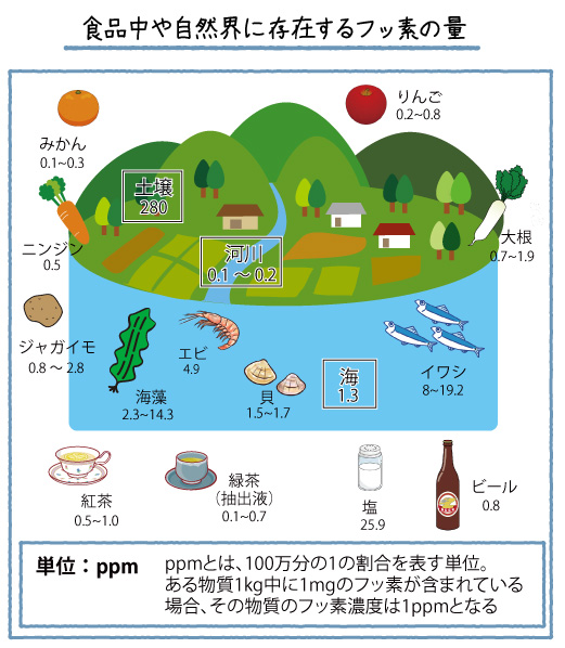 食品中や自然界に存在するフッ素の量