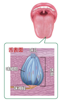 味蕾の断面