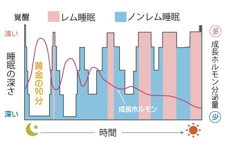 睡眠の深さと成長ホルモン分泌量の時間帯推移