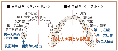 噛む力の要となる奥歯の第二小臼歯、第一大臼歯、第二大臼歯