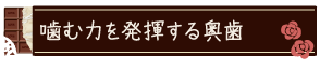 噛む力を発揮する奥歯