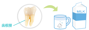 歯根膜を保護するために牛乳につける