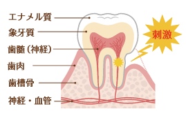 歯の組織・構成図