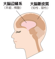 笑顔をつかさどる大脳のしくみ