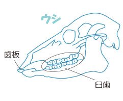 ウシの歯