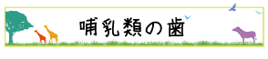 哺乳類の歯