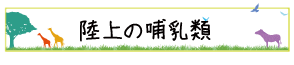 陸上の哺乳類