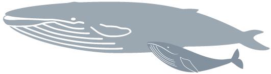 シロナガスクジラの親子
