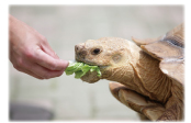 カメのお食事はアゴで噛みます