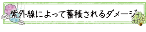 紫外線によって蓄積されるダメージ