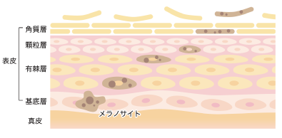 肌再生のしくみ（ターンオーバー）