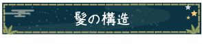 髪の構造