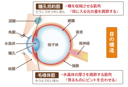 瞳を収縮させる『瞳孔括約筋』と水晶体の厚さを調節する『毛様体筋』