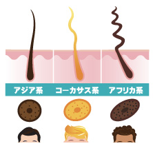 人種による髪質の違い