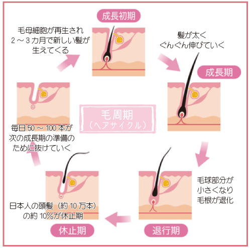 毛周期：ヘアサイクル