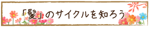 「髪」のサイクルを知ろう