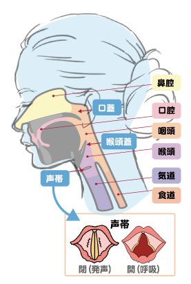 のどの構造と声帯の位置