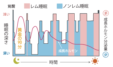 睡眠の深さと成長ホルモンの分泌量の関係