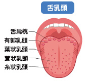 舌乳頭