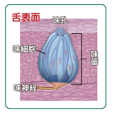 舌表面の未来の構造
