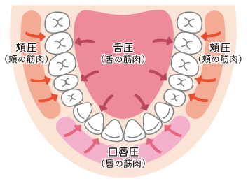 舌圧は歯並びの形成において大切