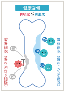 健康な骨は骨吸収より骨形成が上回る